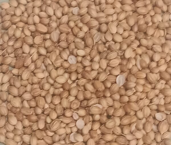 Graines de Coriandre